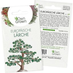 Own Grown Saatgut "Europäische Lärche"