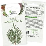 Own Grown Frön "Mammutträd"