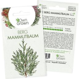 Own Grown Saatgut "Berg Mammutbaum"