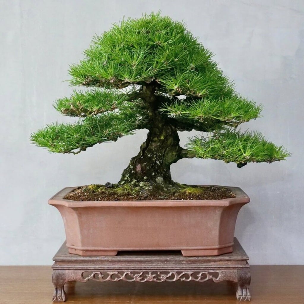 Own Grown Japanese Black Pine Seeds
