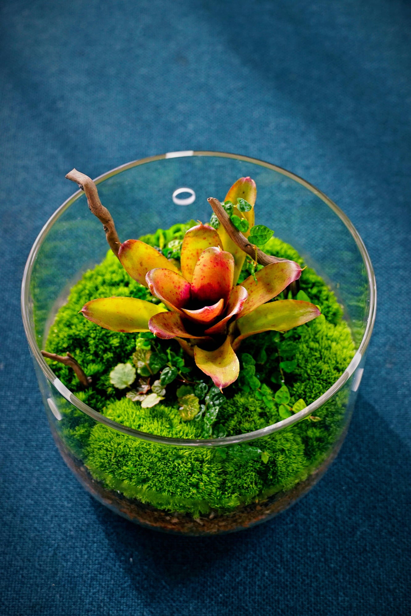 Bioloark Luji Glass Cup MY-180 - MY-180