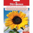 Dürr Samen Green Manure - Sunflower Seeds