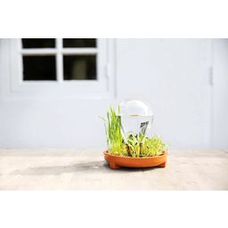 Microgreens Sprouting Kit - Patella Crescenda 