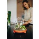 Microgreens Sprouting Kit - Patella Crescenda 