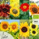 LOVEPLANTS Bio Sonnenblumen Samen Set