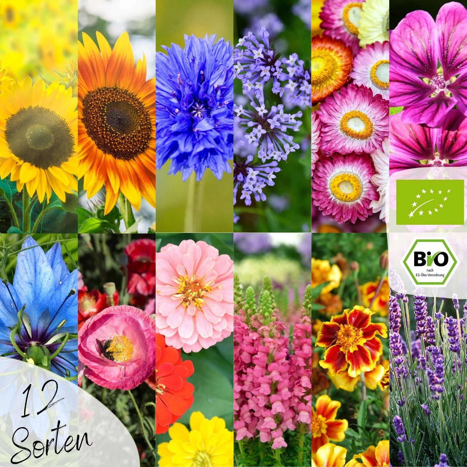 Loveplants Set bio semen rož za čebele