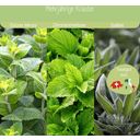 Loveplants Sada na pestovanie bio čajových byliniek
