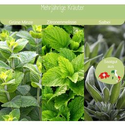 Loveplants Sada na pestovanie bio čajových byliniek