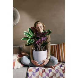 elho Jazz Round Flower Pot - 17cm - Lavender Purple