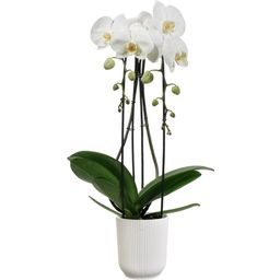 Virágcserép - vibes fold orchidee magas 12,5cm - Selyem fehér