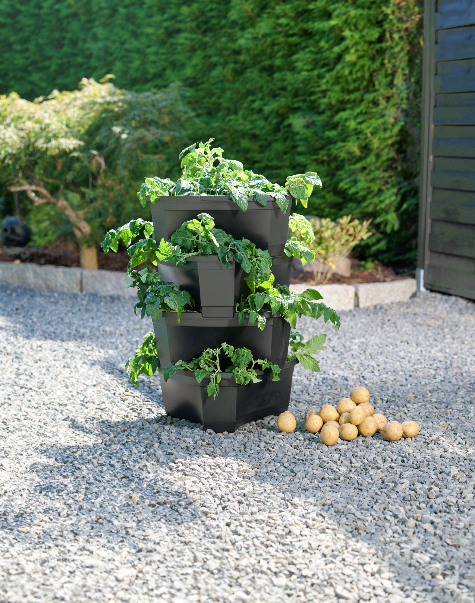 Romberg Tour de Plantation pour Pommes de Terre  - 1 pcs