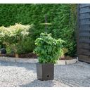 Pot pour Tomates avec Système d'Irrigation & Tuteur Évolutif - 1 kit