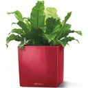 Lechuza Vaso - CUBE Premium 30 - rosso scarlatto lucido 