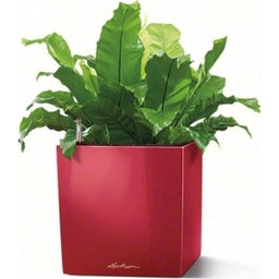 Lechuza Vaso - CUBE Premium 30 - rosso scarlatto lucido 