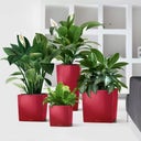 Lechuza Vaso - CUBE Premium 30 - rosso scarlatto lucido 