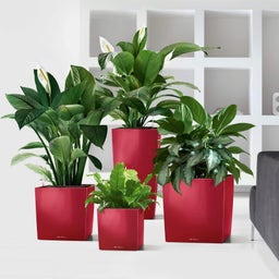 Lechuza Vaso - CUBE Premium 30 - rosso scarlatto lucido 