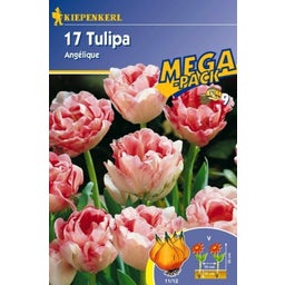 Kiepenkerl Gefüllte Tulpen 