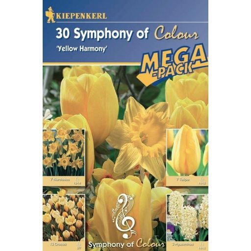 Kiepenkerl Symphony of Colors- Yellow Harmony