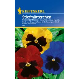 Kiepenkerl Viola x wittrockiana Schweizer Riesen - 1 bal.