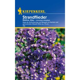 Kiepenkerl Strandflieder Statice - 1 Pkg