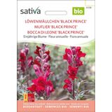 Sativa Muflier Bio "Black Prince"