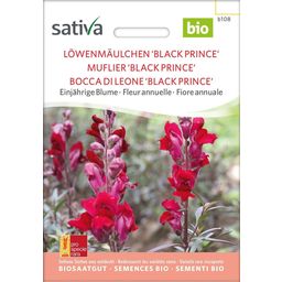 Sativa Bio Löwenmäulchen "Black Prince"