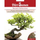 Dürr Samen Vénic szil bonsai