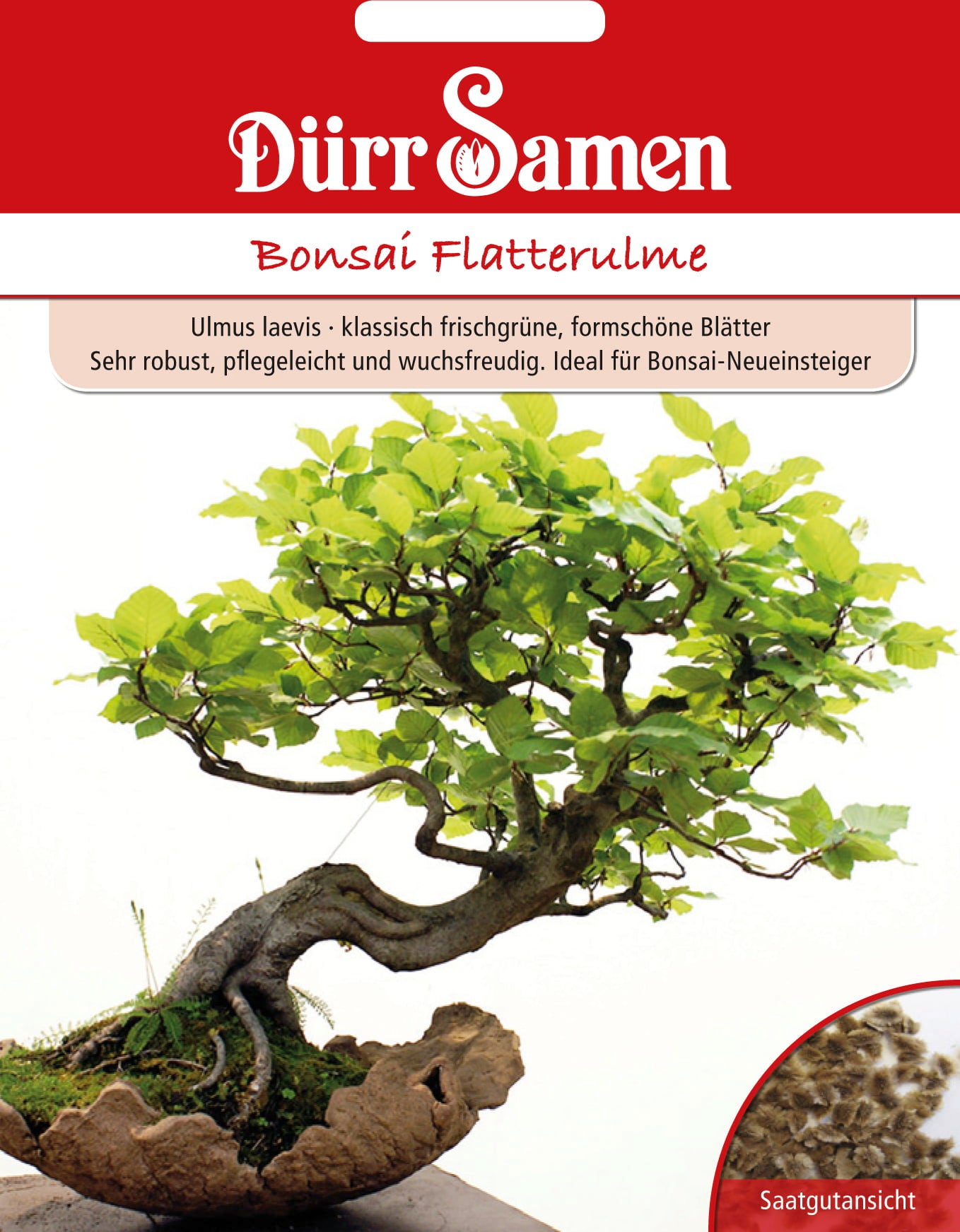 Dürr Samen Bonsai Vresalm