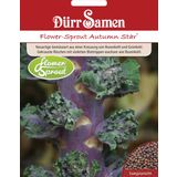 Dürr Samen Coliflor Flower-Sprout Autumn Star®