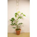Botanopia Support for Climbing Plants - Brass