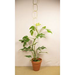Botanopia Wsparcie dla roślin pnących - mosiądz