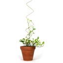 Botanopia Plant Support - Zig Zag