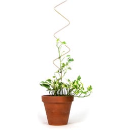 Botanopia Plant Support - Zig Zag