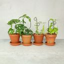 Botanopia Supporto per Piante - Mini Plant Stake - Bump