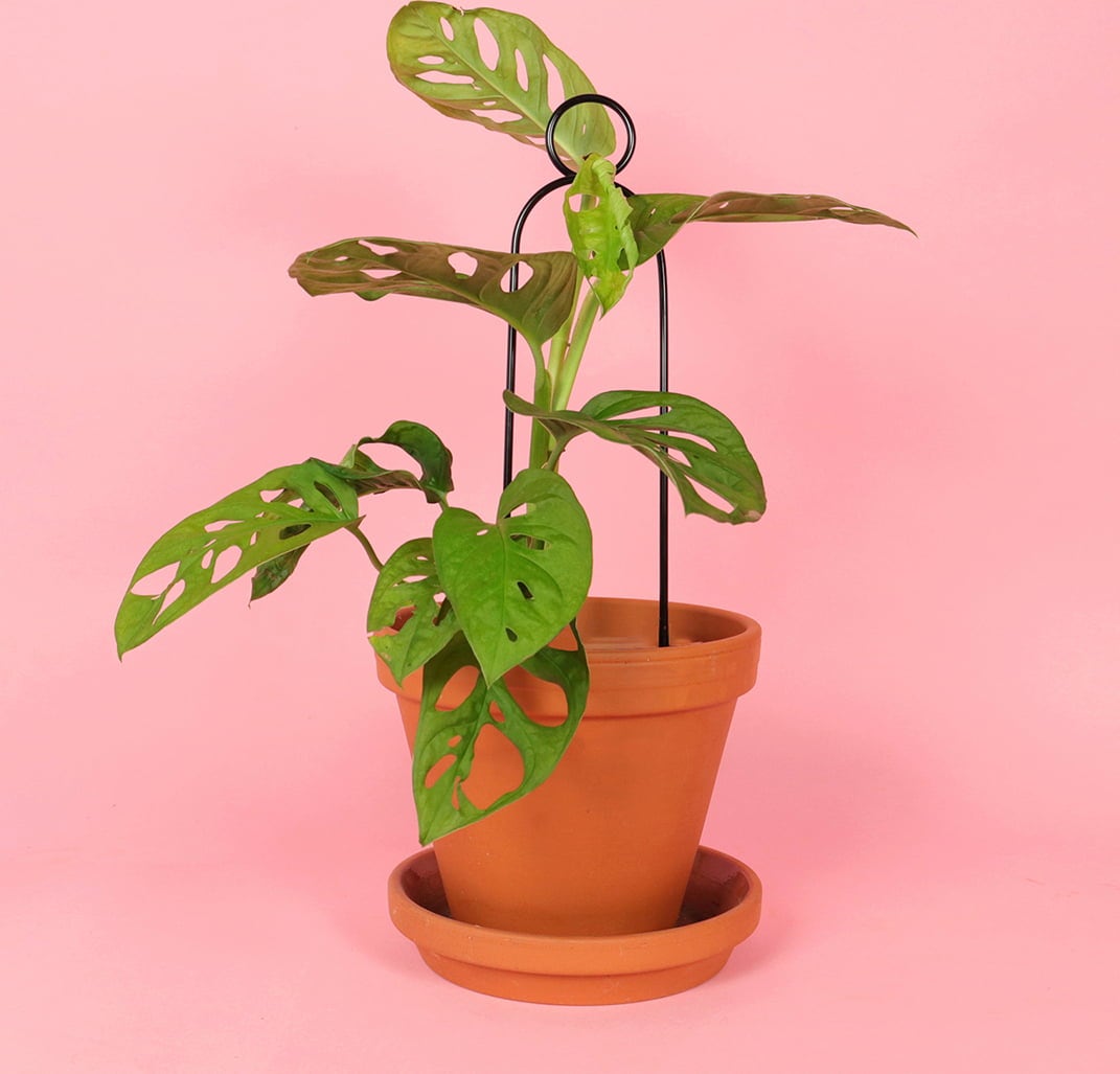 Support pour Plantes 