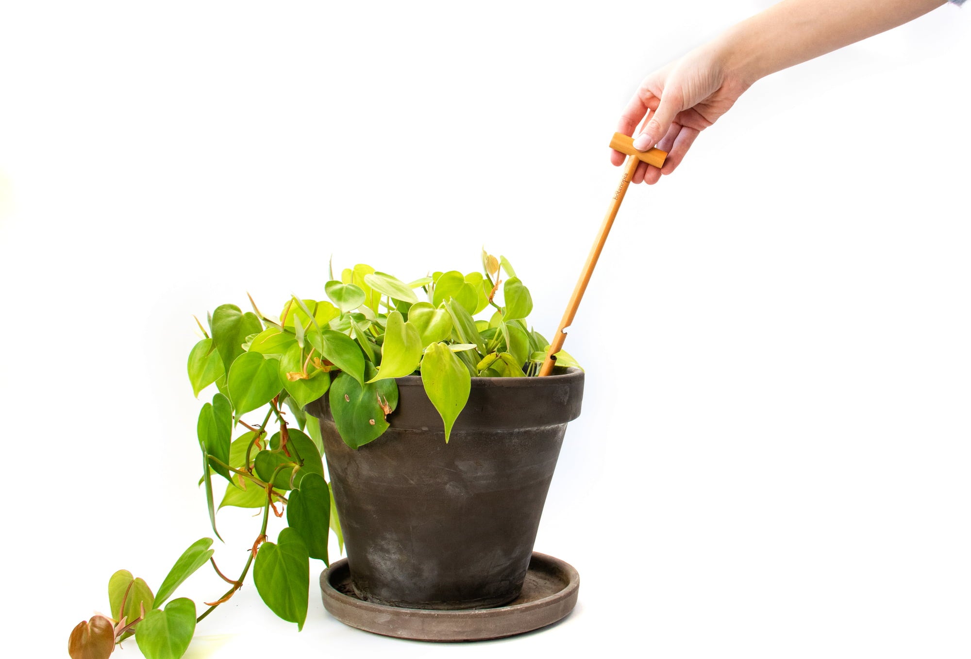 Botanopia Preverjanje vlažnosti tal