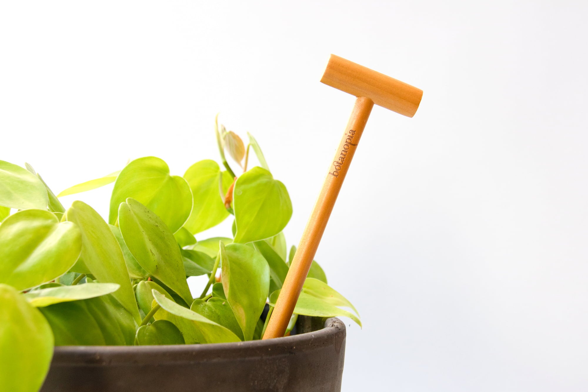Botanopia Preverjanje vlažnosti tal