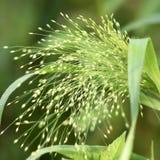 Jora Dahl Panasco "Fontaine" Panicum virgatum