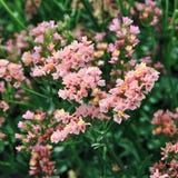 Jora Dahl Limonium sinuatum "QIS Apricot"
