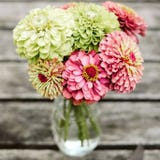 Jora Dahl Z&iacute;nia "Queen Red Lime" Zinnia elegans