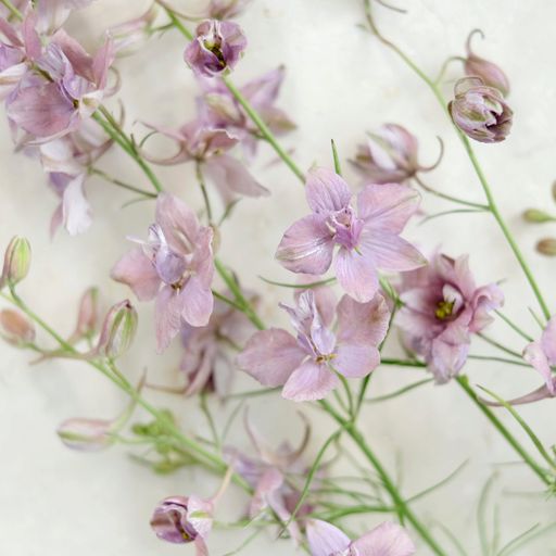 Jora Dahl Delphinium Consolida - Misty Lavender