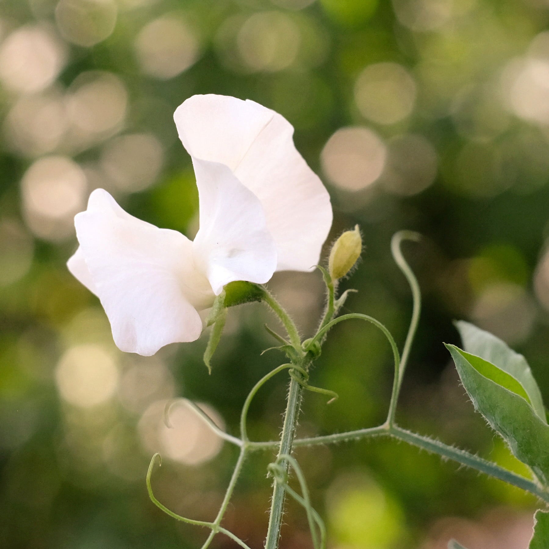 Lathyrus Odoratus 