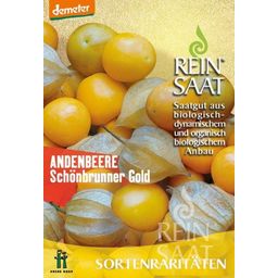 Variété Rare - Coqueret du Pérou "Schönbrunner Gold"