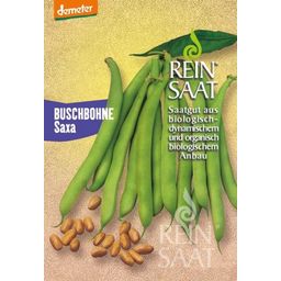 ReinSaat ''Saxa'' Bush Beans - 1 Pkg