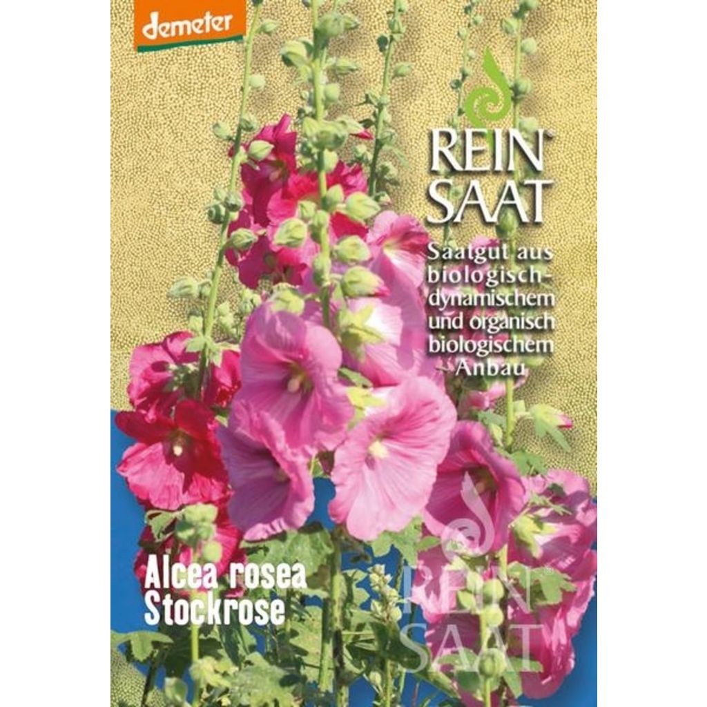 Alcea rosea 'Purple Rain' PURPLE RAIN HOLLYHOCKSALE: Buy 1 get 2