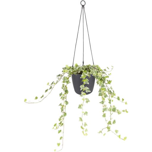 elho brussels hanging basket, 18 cm - antracite