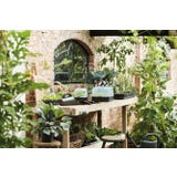 elho green basics Prato de Cultivo S