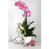 Burgon & Ball Tesoura para Orqu&iacute;deas