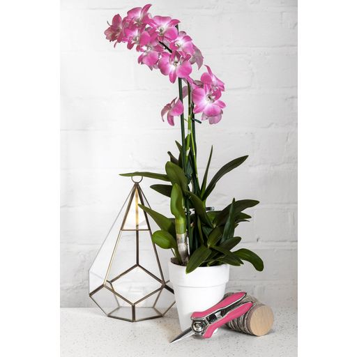 Burgon & Ball Schere für Orchideen
