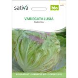 Sativa Bio cykoria "Variegata Lusia"
